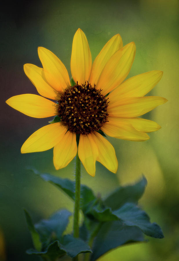 Golden Sunflower  Photograph by Saija Lehtonen