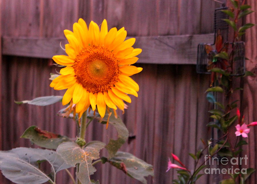Sunflower Photograph - Golden Sunflower by Sheri Simmons