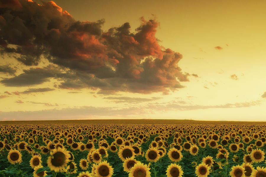 Golden Sunflower Skies Photograph by John De Bord