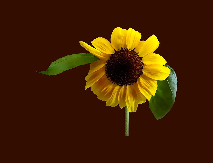 Golden Sunflower Photograph by Susan Savad
