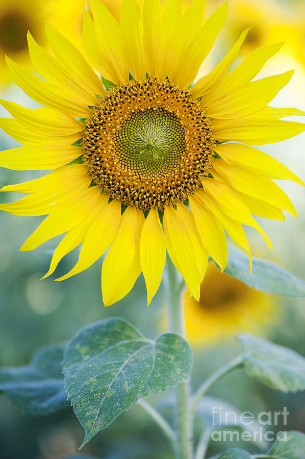 Sunflower Photograph - Golden Sunflower by Tim Gainey