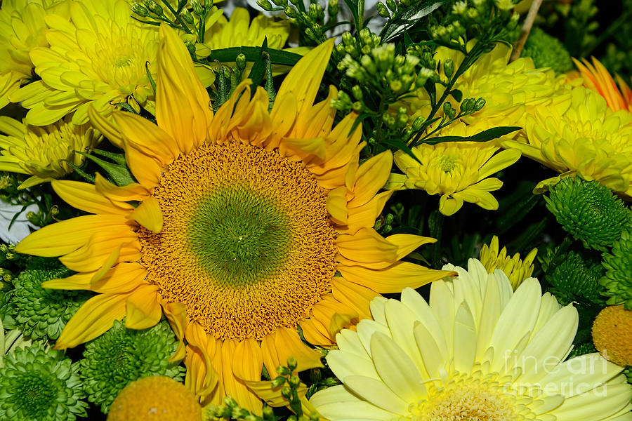 Sunflower Photograph - Golden Sunflower Yellow Bouquet by Kaye Menner by Kaye Menner