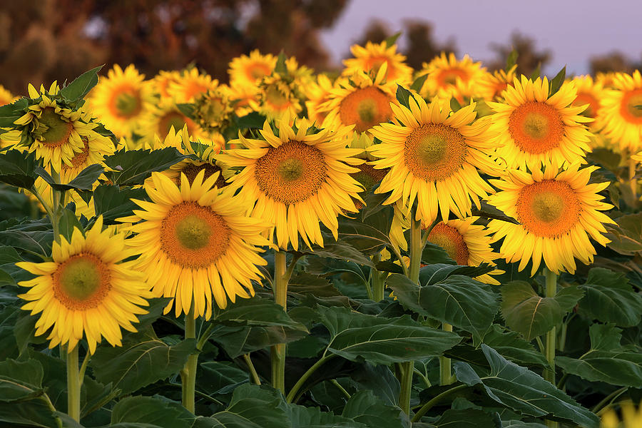 Golden Sunflowers 3 Photograph by Doug Holck - Fine Art America