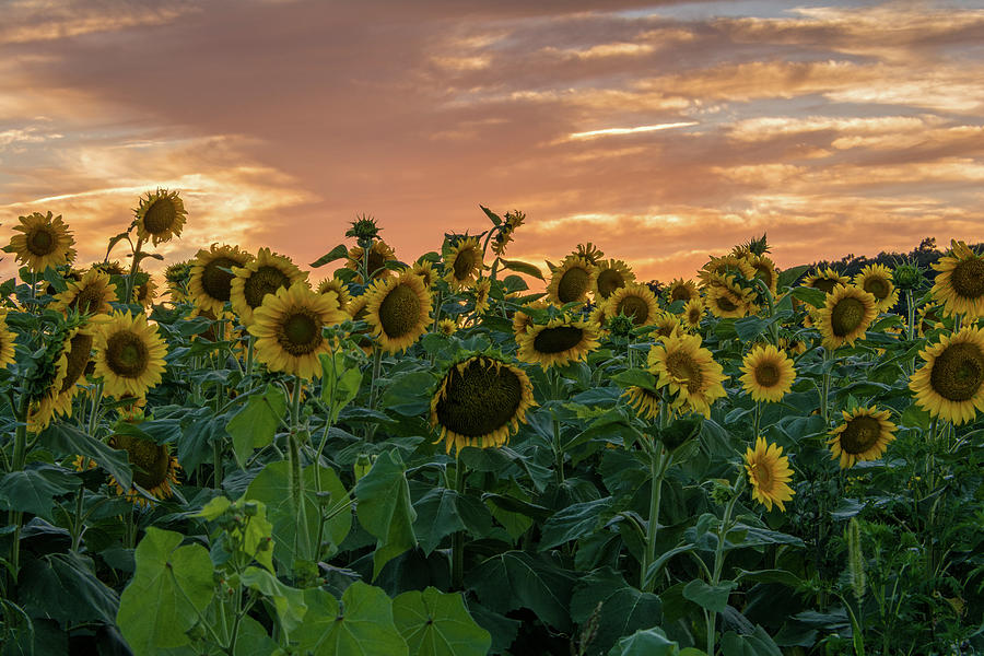 Golden Sunflowers And Bronzed Rose Skies Photograph by Angelo Marcialis