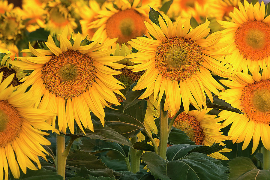Golden Sunflowers Photograph by Doug Holck