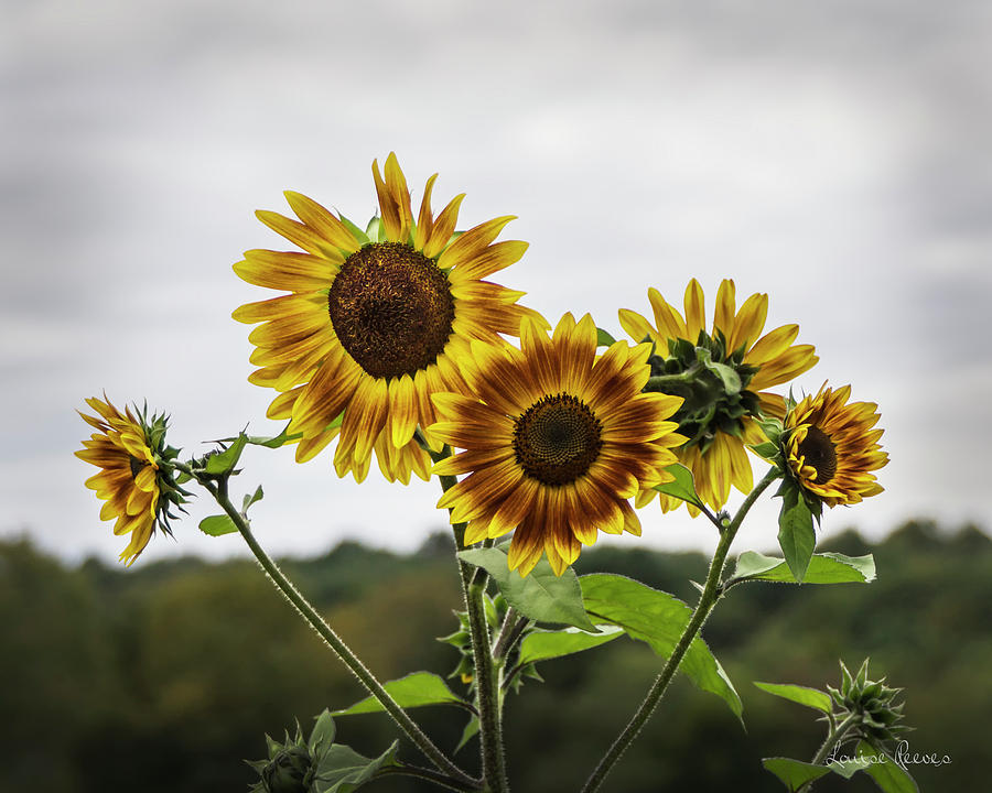 Golden Sunflowers Photograph by Louise Reeves
