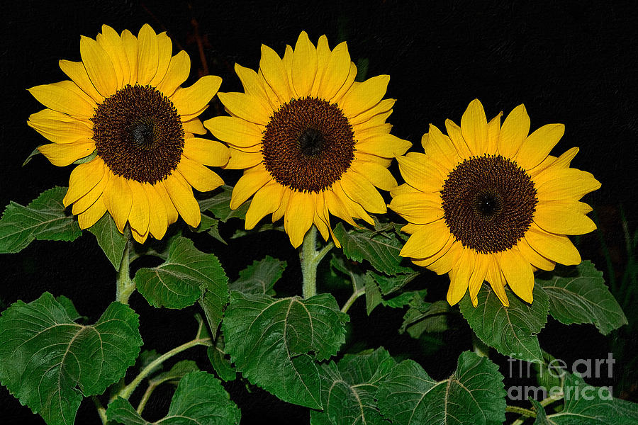 Sunflower Photograph - Golden Sunflowers on Black by Kaye Menner by Kaye Menner