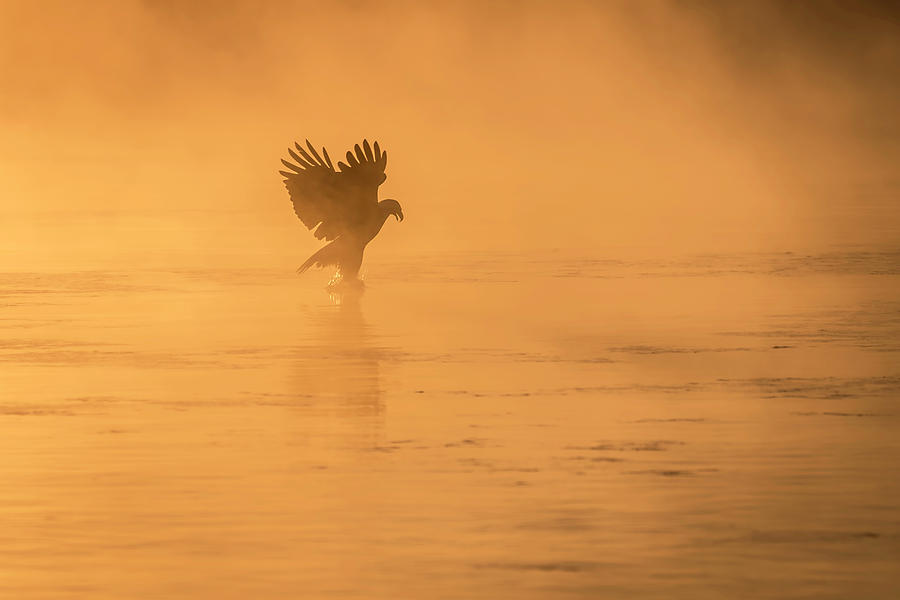 Golden Sunrise and Eagle  2016-4 Photograph by Thomas Young