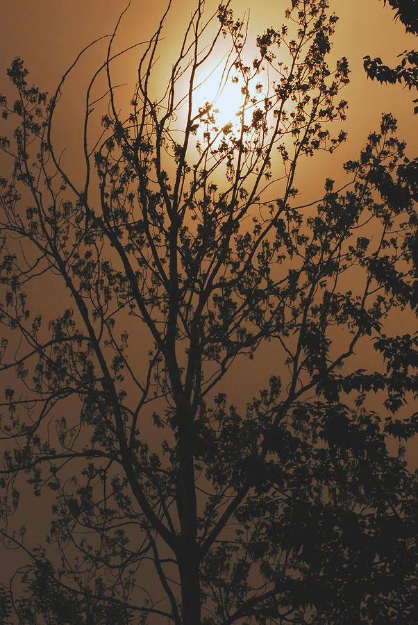 Golden Sunrise Photograph by Michelle Halsey