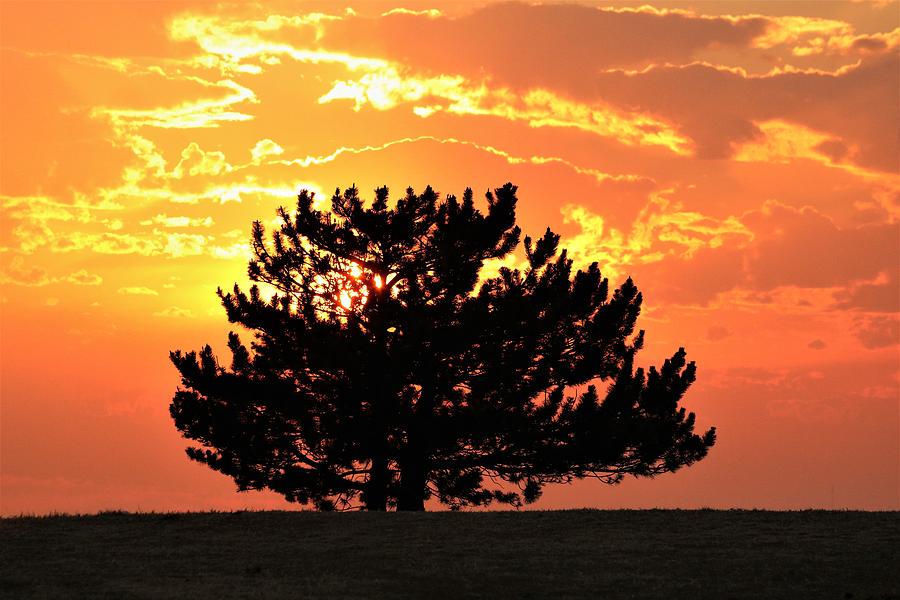 Golden Sunset Behind Pine Tree Photograph by Sheila Brown
