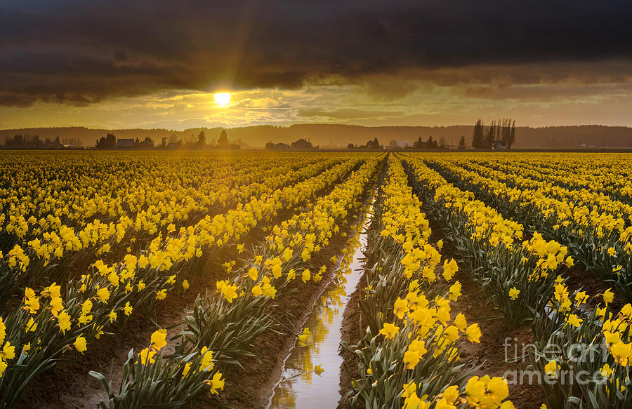 Golden Sunset Daffodil Fields Light Photograph by Mike Reid