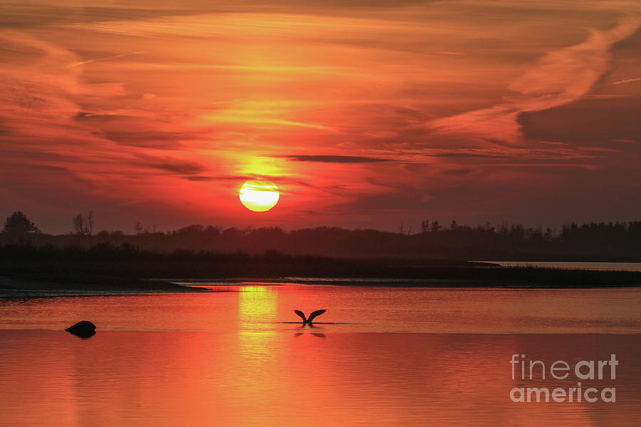 Golden Sunset Photograph by Heidi Farmer