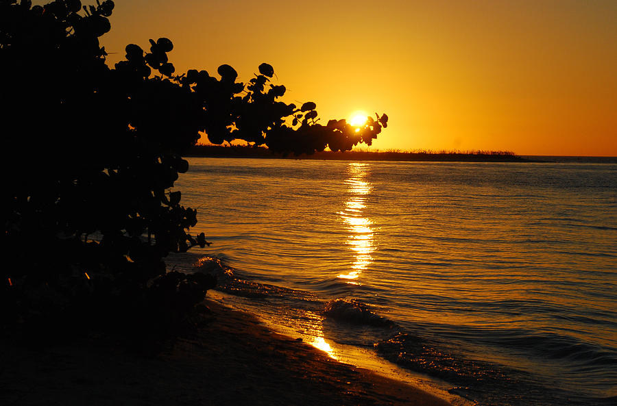 Golden Sunset Photograph by Janice Adomeit
