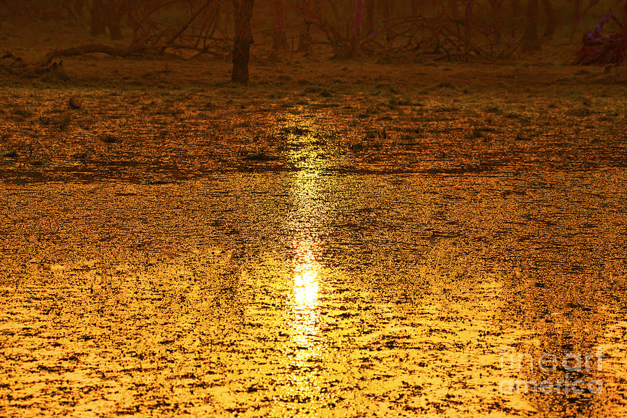 Golden Sunset Reflection Photograph by Pravine Chester