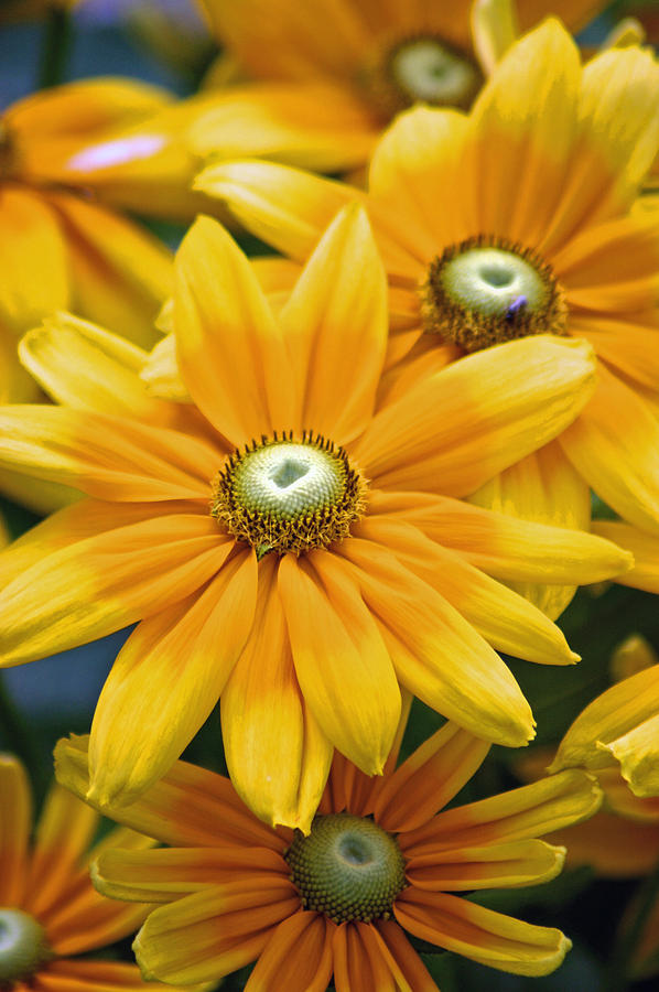 Flower Photograph - Golden Sunshine by Donna Bentley