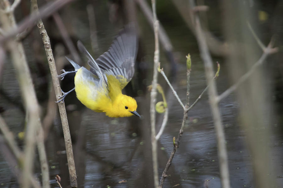 Golden Swamp Warbler 2 Photograph by Gary Hall
