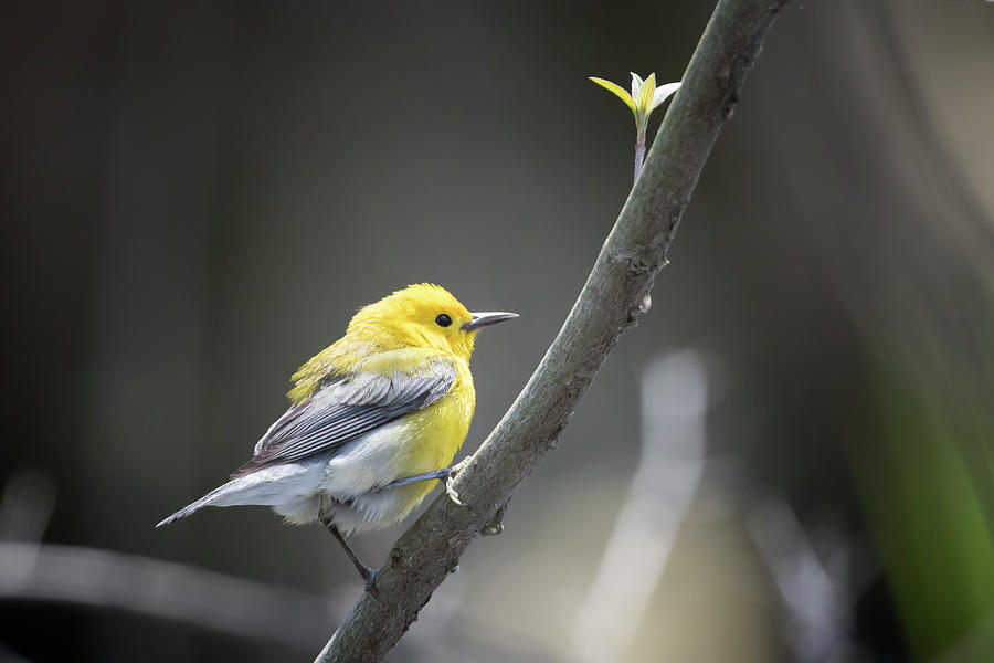 Golden Swamp Warbler Photograph by Gary Hall