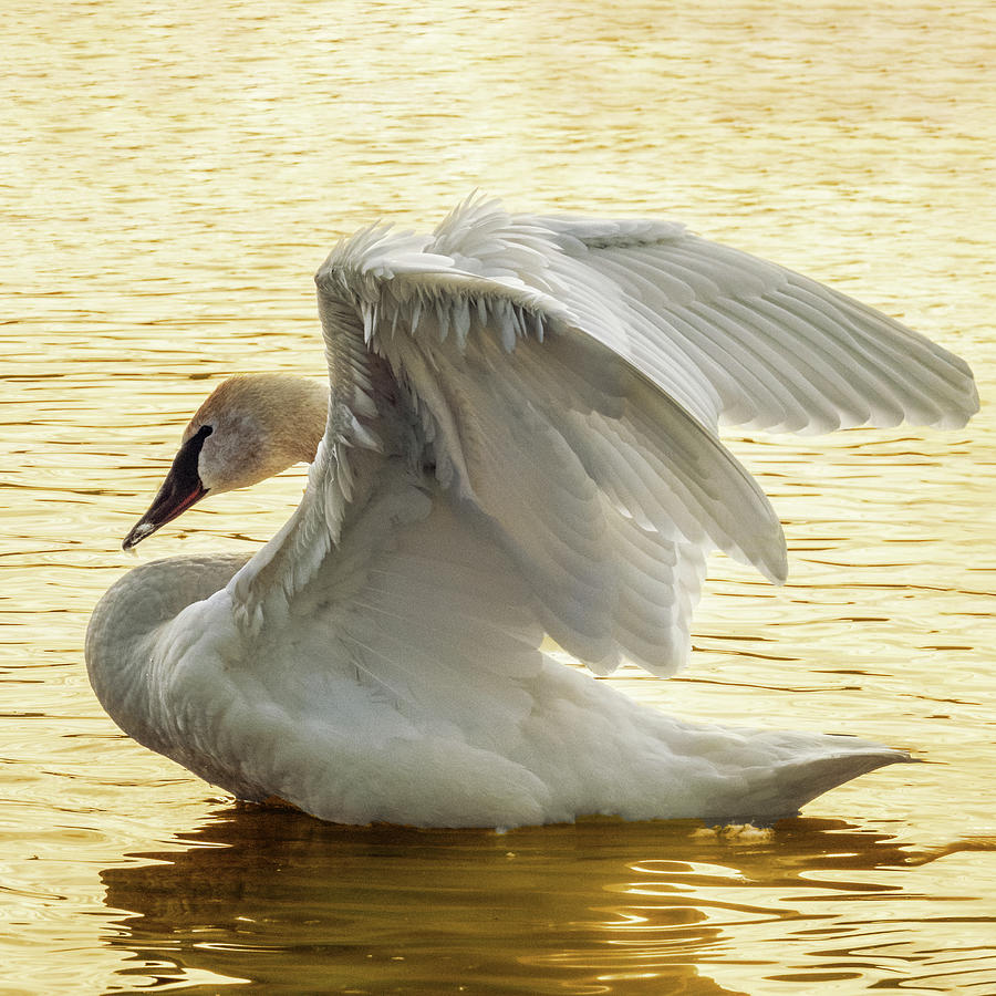 Golden Swan 1 Photograph