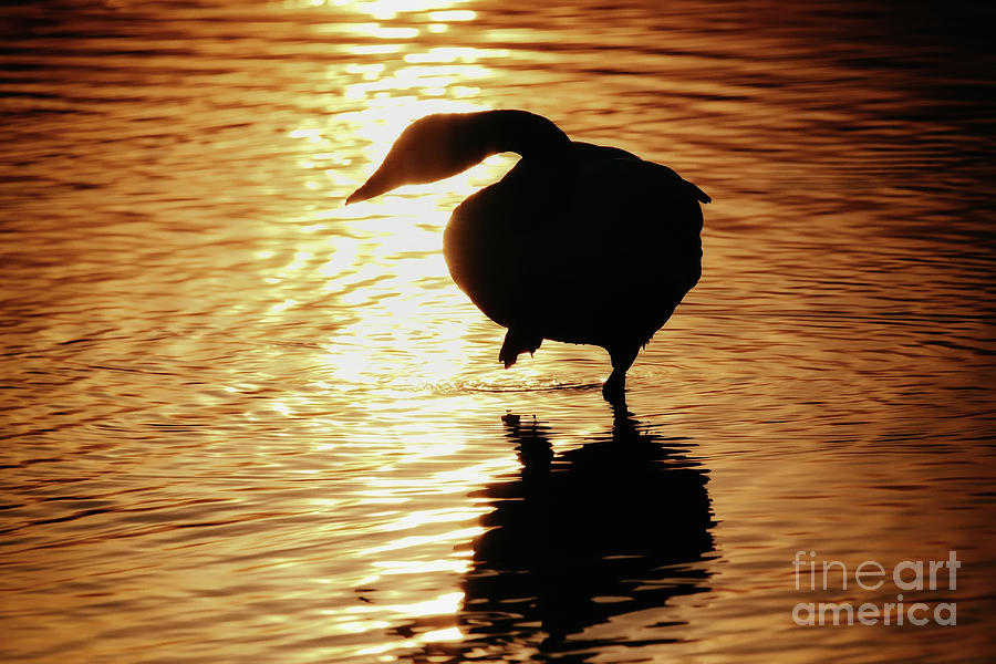 Nature Photograph - Golden Swan by Tatsuya Atarashi
