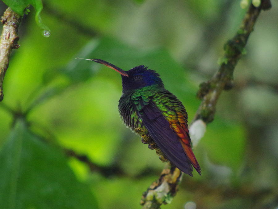 Goldentailed Sapphire Photograph by Aaron Rushin Pixels