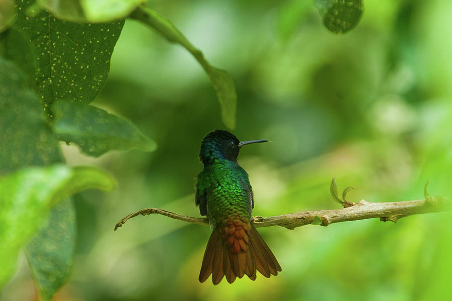 Golden-tailed Sapphire at Rest Photograph by Cascade Colors