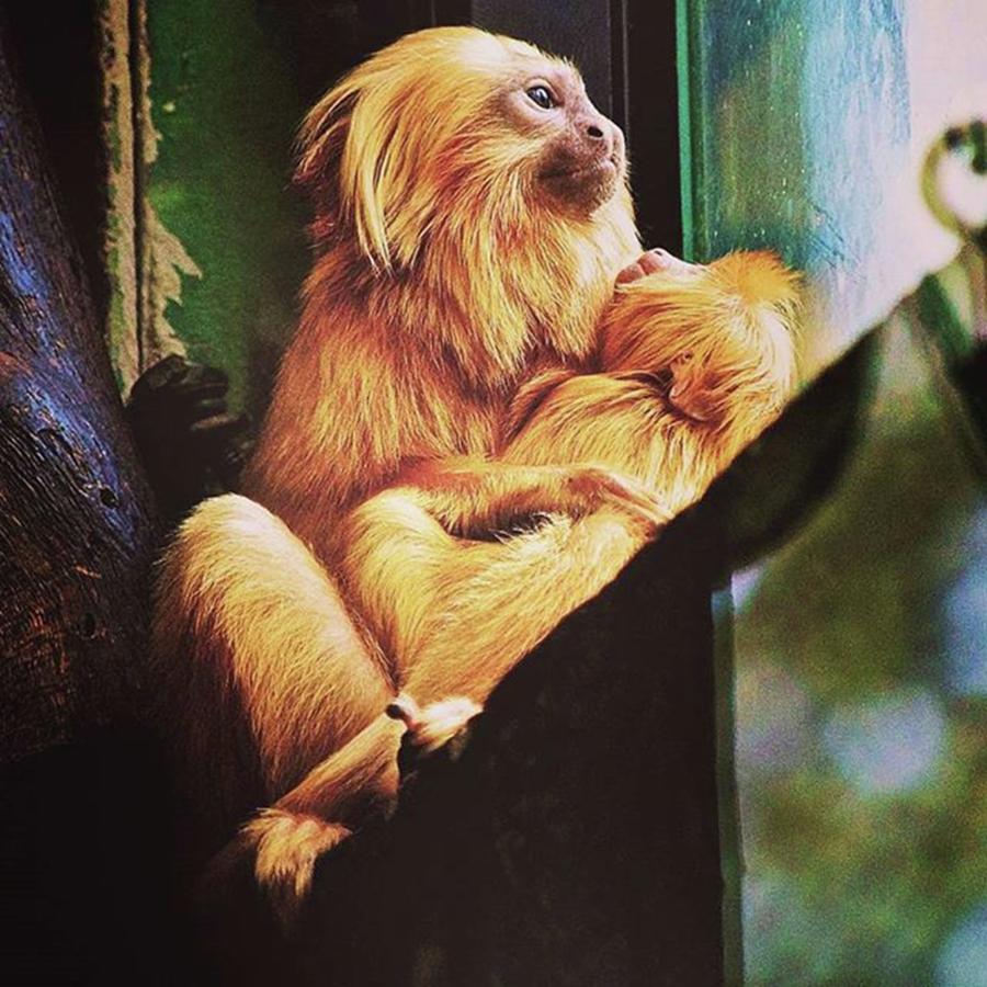 Atlanta Photograph - Golden Tamarin With Her Baby 💜😘 by Suzanne Roper 