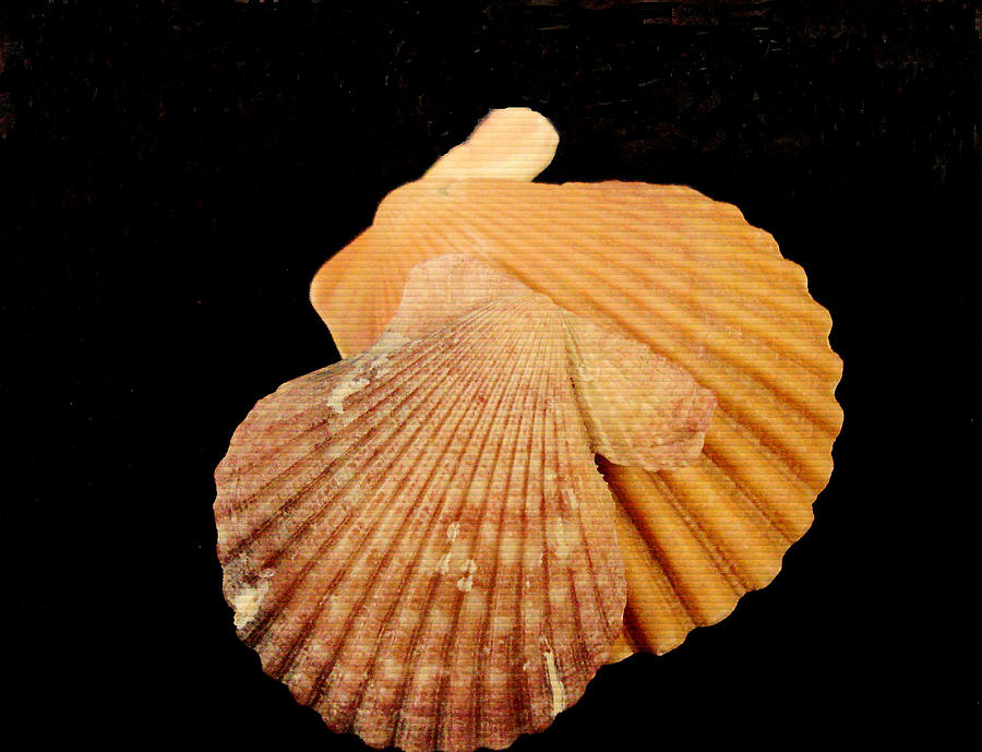 Golden Tan Shells Photograph by Rosalie Scanlon