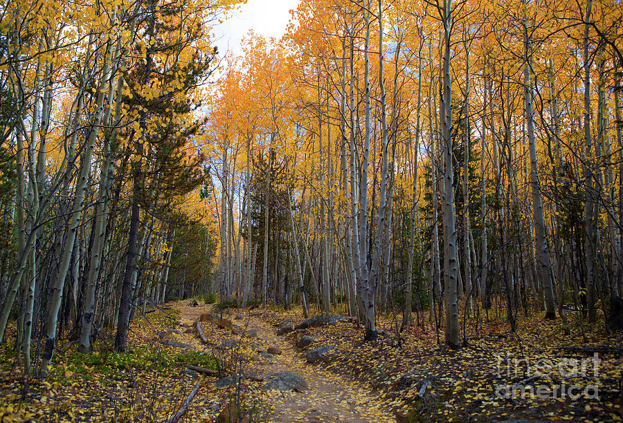 Fall Photograph - Golden Trail by Barbara Schultheis