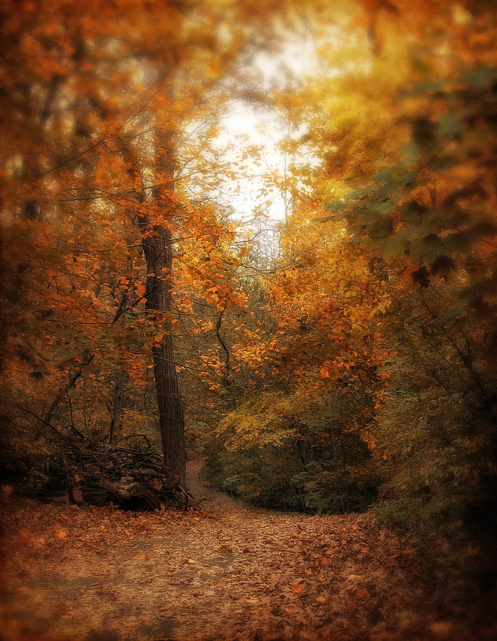 Nature Photograph - Golden Trail by Jessica Jenney