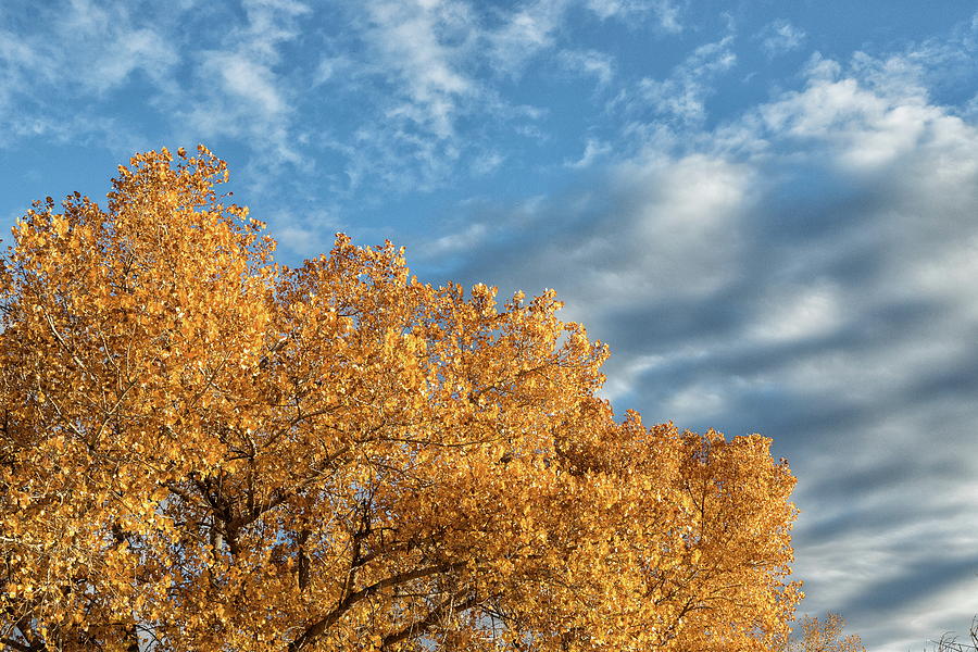Golden Tree and Blue Skies Photograph by Tony Hake