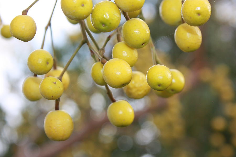 Golden Tree Berries Photograph by Yvonne Ayoub