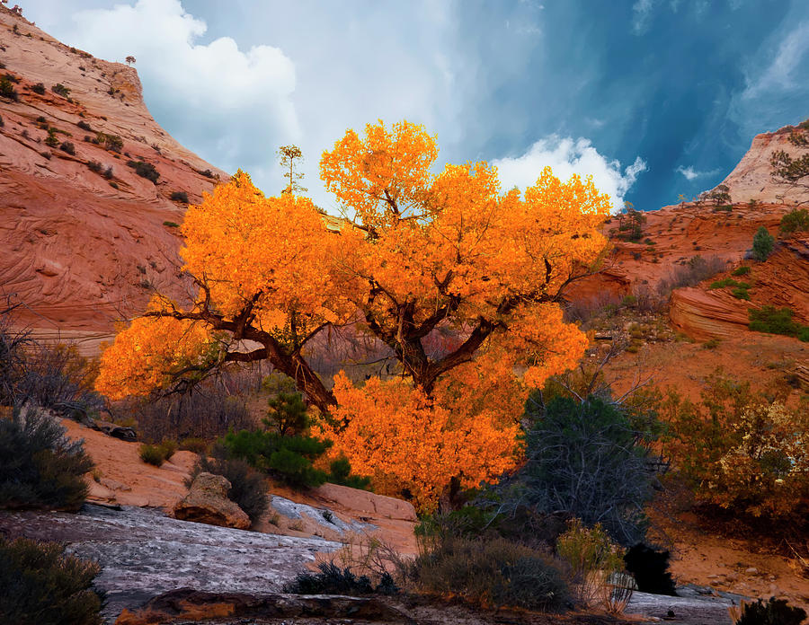 Golden Tree in Zion Photograph by Marcia Socolik