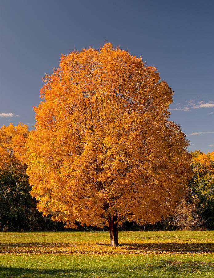 Golden Tree Of Autumn Photograph by Gary Slawsky