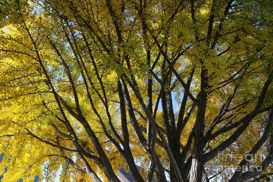 Golden Tree Photograph by Yumi Johnson