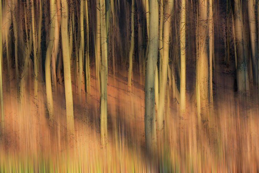 Golden Forest of Trees Abstract  Photograph by Patti Deters