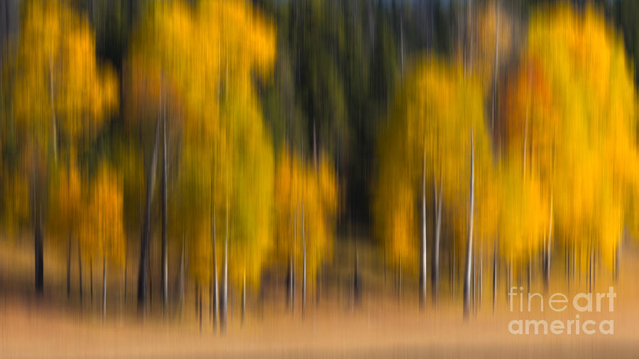 Golden Trees Blur Photograph by Jerry Fornarotto