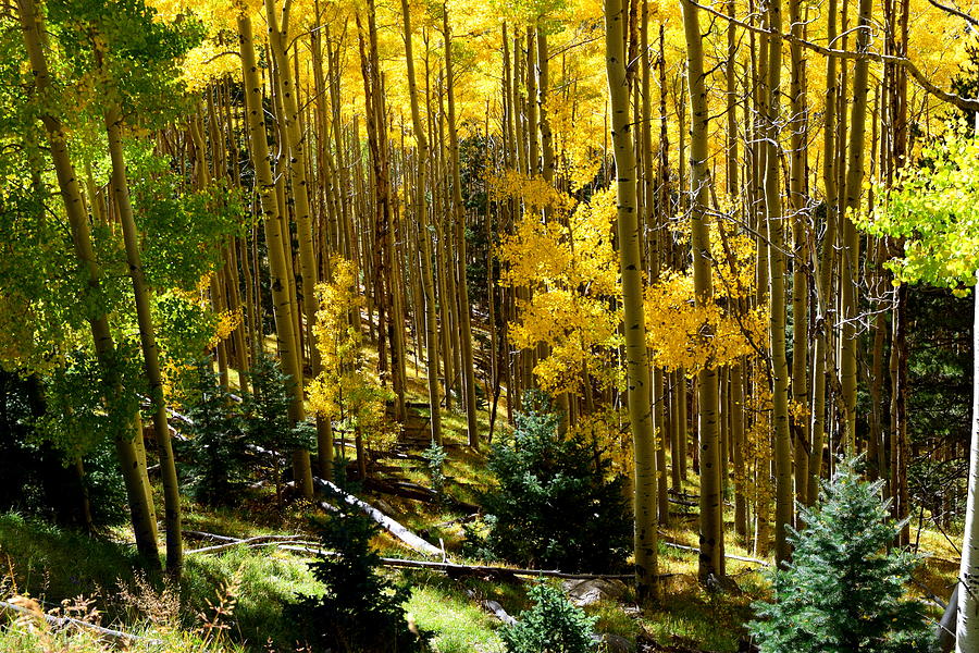 Golden Trees Photograph