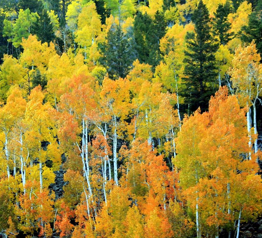 Golden Trees Photograph by Judy Schneider - Fine Art America