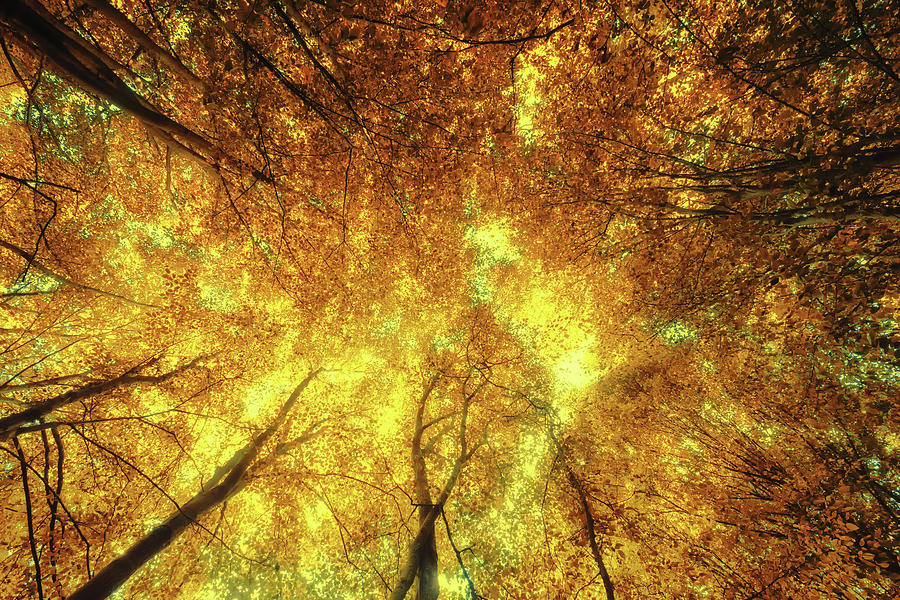 Golden Trees of Endless Dreams Photograph by John Williams