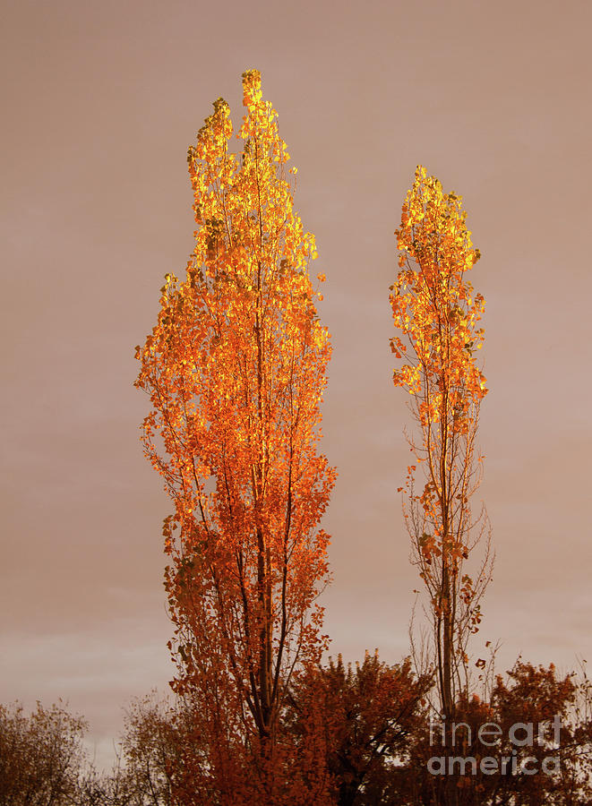 Fall Photograph - Golden Trees by Robert Bales