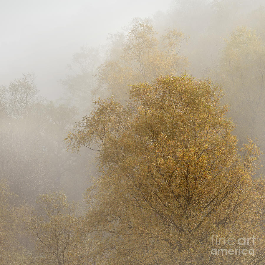Fall Photograph - Golden Trees by Rod McLean