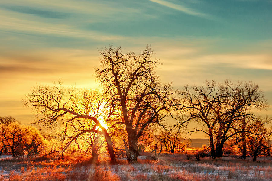 Golden Trees Photograph by Todd Klassy