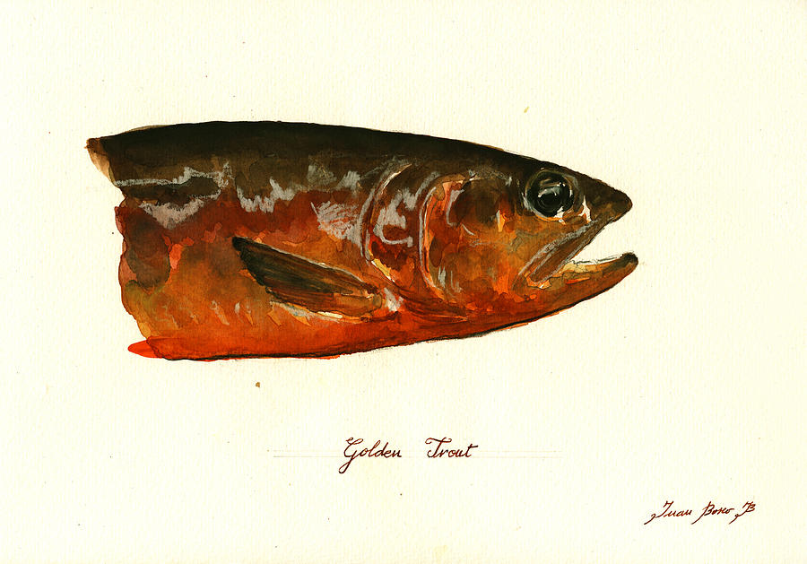 Golden Trout Painting - Golden trout  by Juan  Bosco