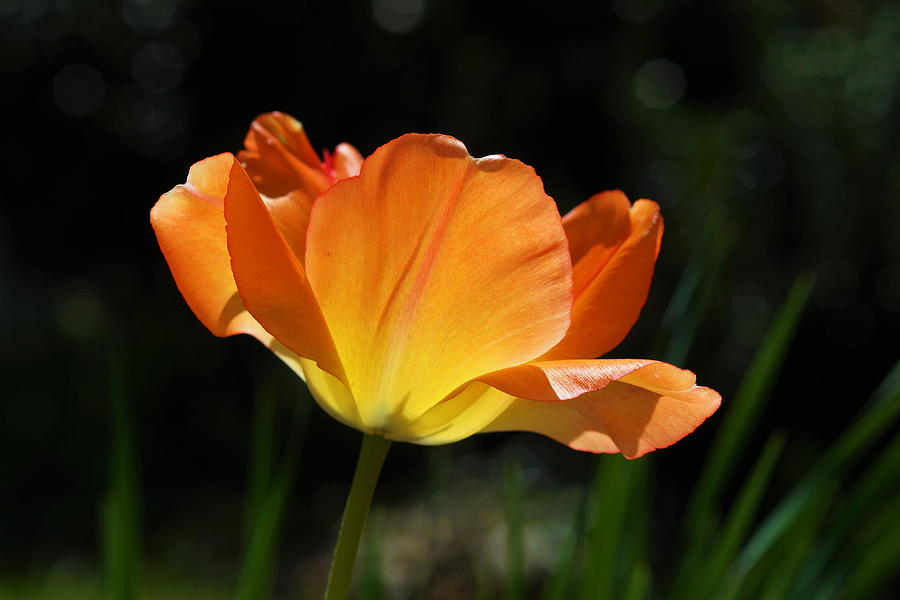 Golden Tulip Photograph by Carrie Goeringer - Fine Art America