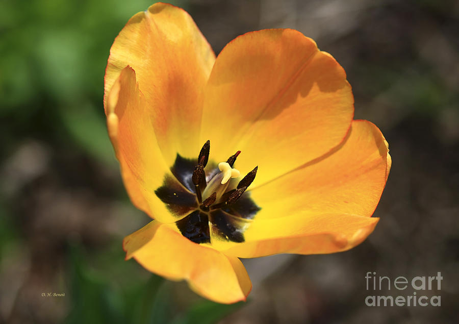 Nature Photograph - Golden Tulip Petals by Deborah Benoit