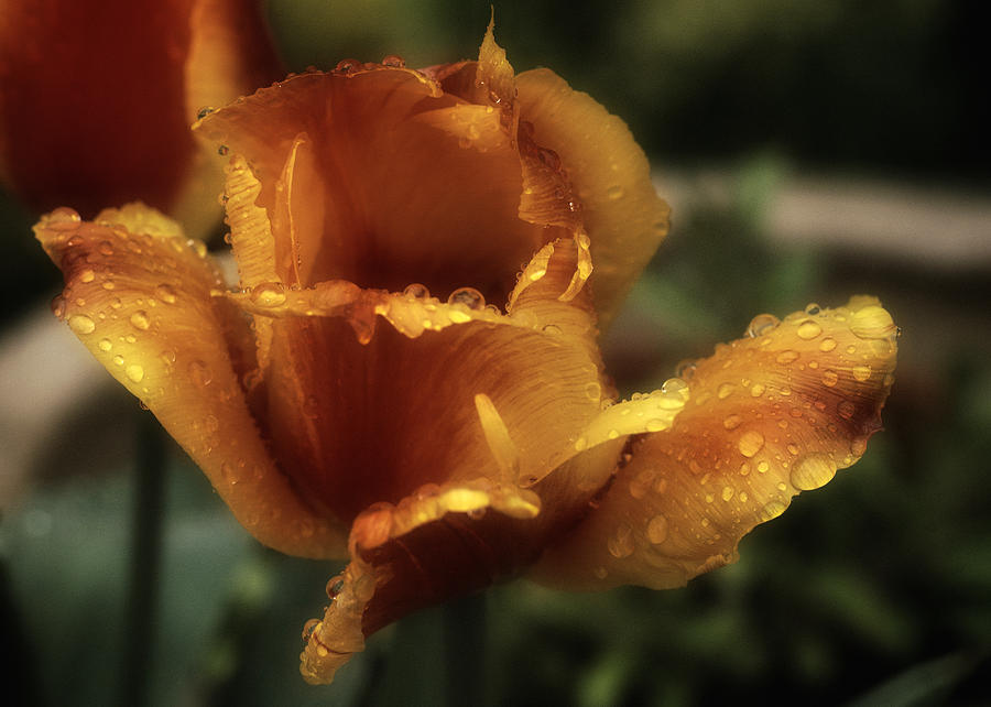 Golden Tulip Photograph by Richard Cummings