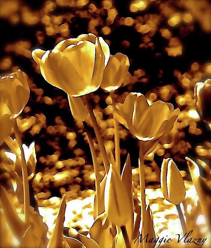 Golden Tulips Photograph by Femina Photo Art By Maggie