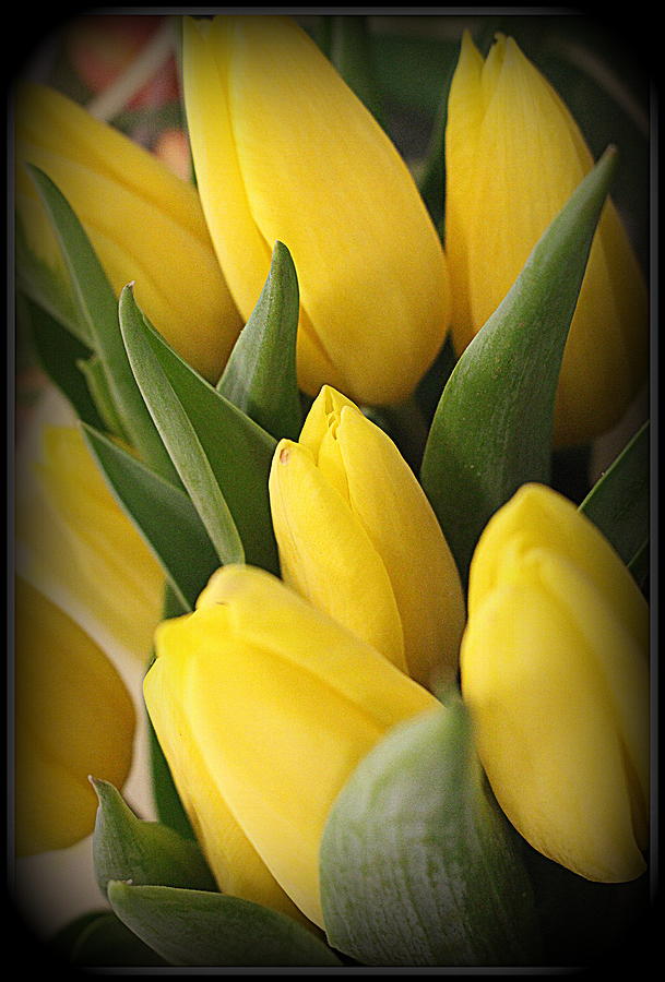 Golden Tulips Photograph by Dora Sofia Caputo