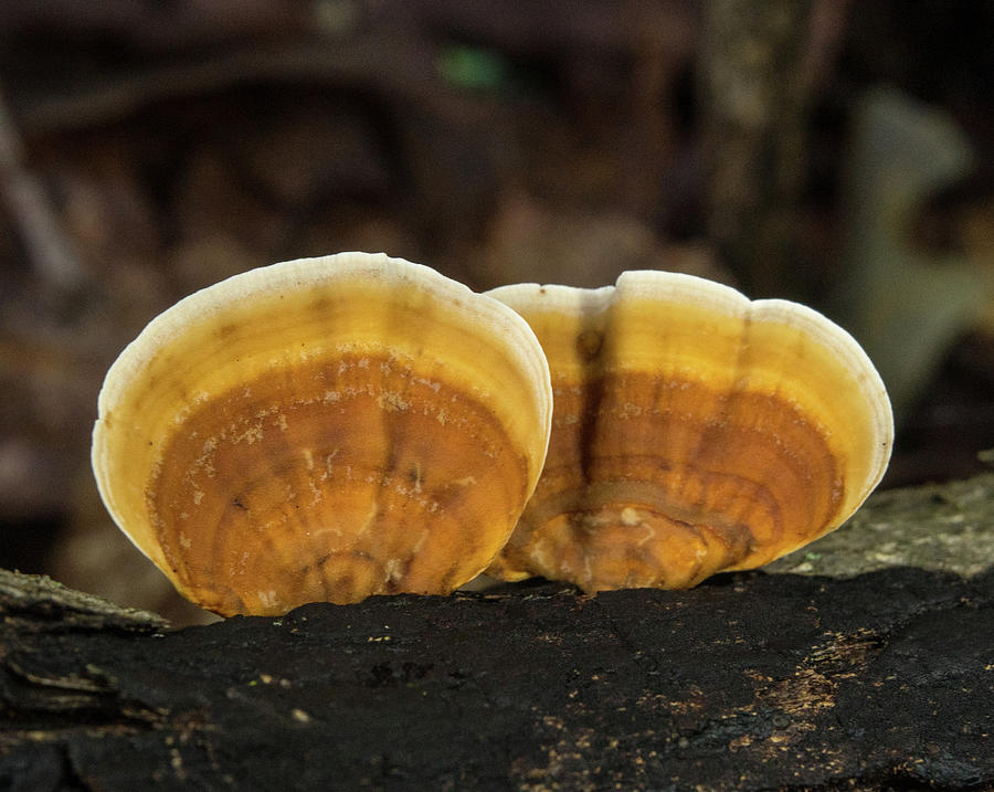 Golden Turkey Fungus Pair Photograph by Douglas Barnett