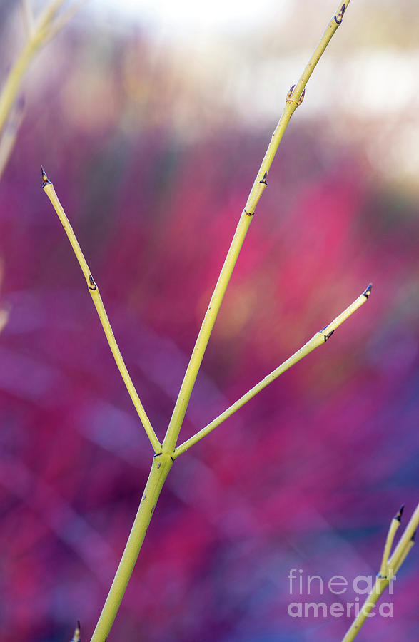 Golden Twig Dogwood Abstract Photograph by Tim Gainey